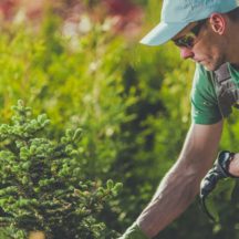 Thumbnail of post #321415