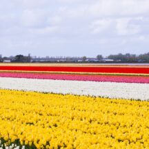 Thumbnail of post #322090