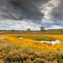 Thumbnail of post #323232