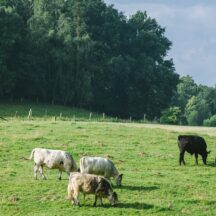 Thumbnail of post #322562