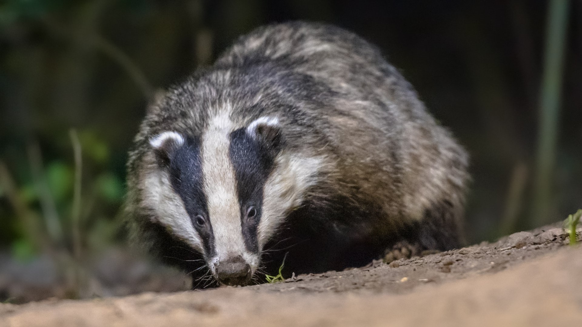 Thumbnail of post #303623