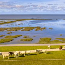 Thumbnail of post #307606