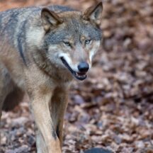 Thumbnail of post #324680