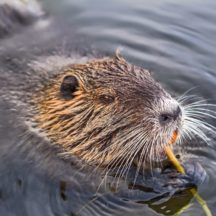 Thumbnail of post #315446