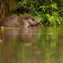 Thumbnail of post #324259