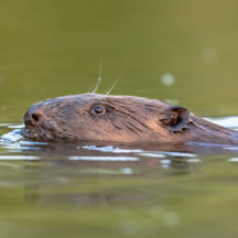 Thumbnail of post #307014