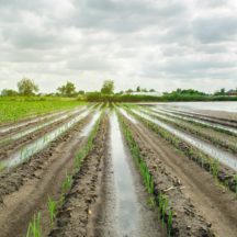 Thumbnail of post #311234