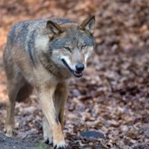 Thumbnail of post #314009